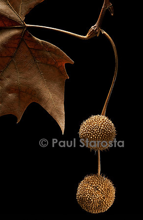 Platanus X acerifolia (platane commun) - fruit