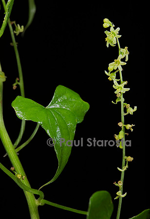 Dioscorea communis (tamier commun, herbe aux femme battues)