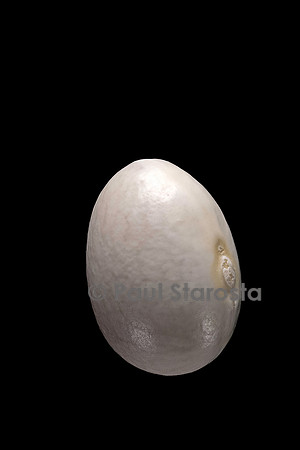 Phaseolus vulgaris (haricot) Fabe Redondina