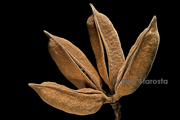 Brachychiton discolor (lacebark kurrajong) - infrutescence