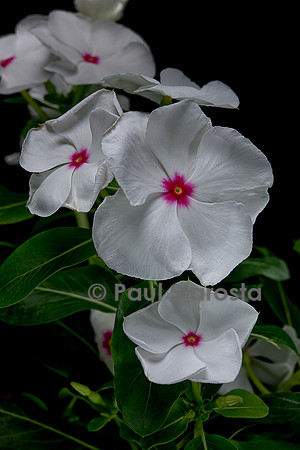 Catharanthus roseus (pervenche de Madagascar)