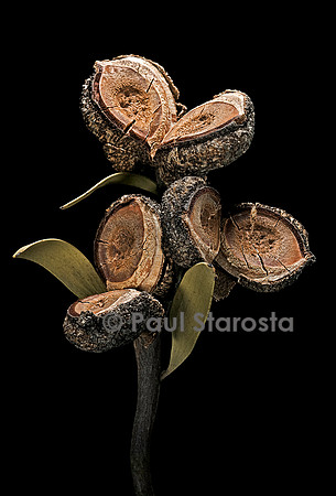 Hakea pandanicarpa - infrutescence