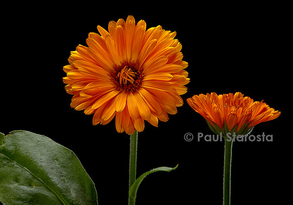Calendula officinalis (souci, souci officinal, souci des jardins)