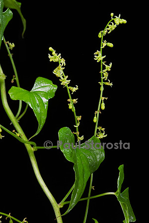Dioscorea communis (tamier commun, herbe aux femme battues)