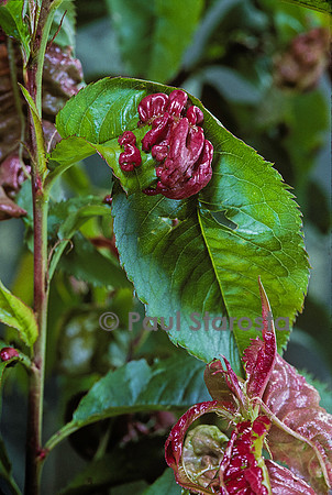 Taphrina deformans (cloque du pêcher)