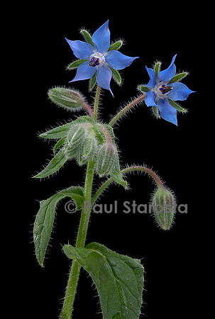 Borago officinalis  (bourrache, bourrache officinale)