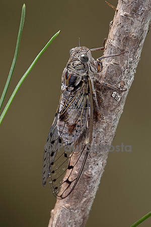 Cicada orni (cigale grise, cigale de l’orne)
