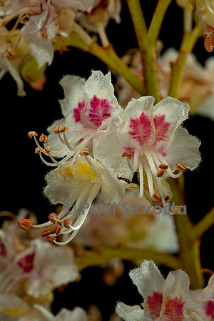 Aesculus hippocastanum (marronnier d'Inde) - fleur