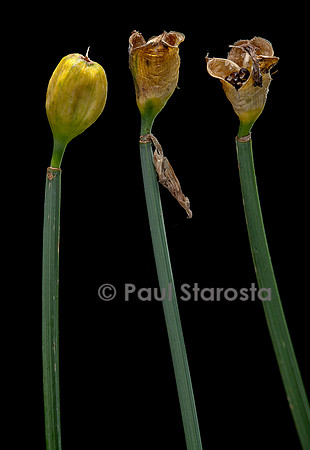 Narcissus poeticus (narcisse des poètes) - fruits