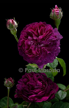 Rosa gallica ‘Hippolyte’