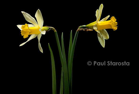 Narcissus pseudonarcissus (narcisse jaune)