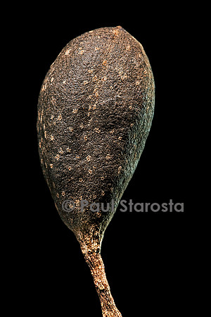 Cedrela sp.(acajou) - fruit