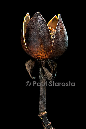Ipomoea pes-caprae (patate bord-de-mer) - fruit