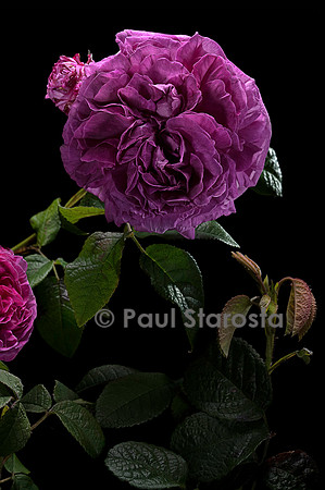 Rosa gallica ‘Agar’