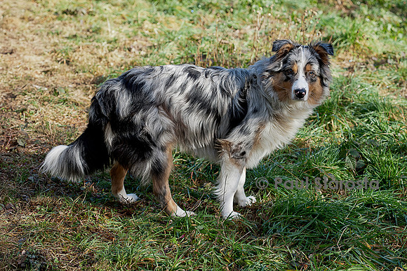 Canis lupus familiaris (chien Berger australien) - bleu merle