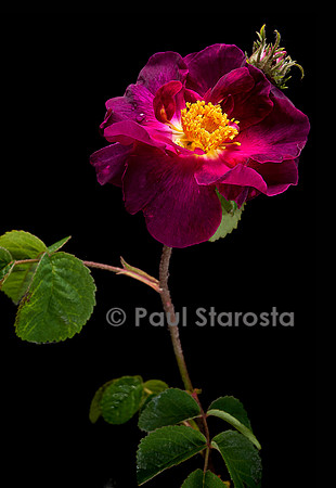 Rosa gallica ‘Violacea’