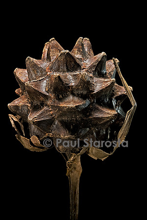Pandanus connatus (hofa) - fruit
