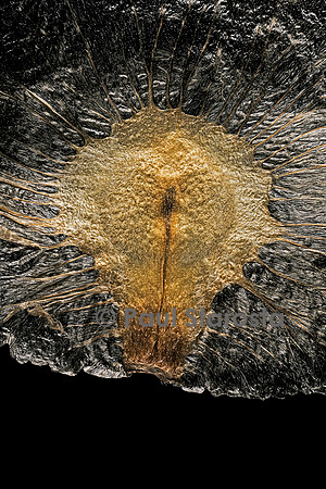Pithecoctenium crucigerum (liane à râpe)