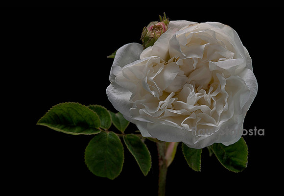 Rosa X centifolia muscosa ‘La Neige’