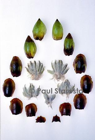Dissection d'un bourgeon de marronnier (Aesculus hippocastanum)