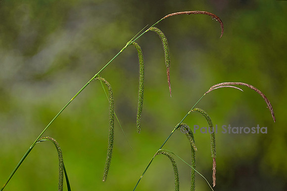 Carex pendula (laîche à épis pendants, laîche pendante, laîche élevée) - fruits
