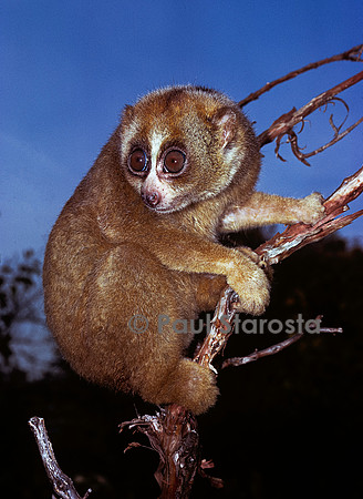 Nycticebus coucang (loris lent, loris paresseux)