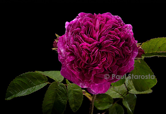 Rosa gallica ‘Louis Philippe’