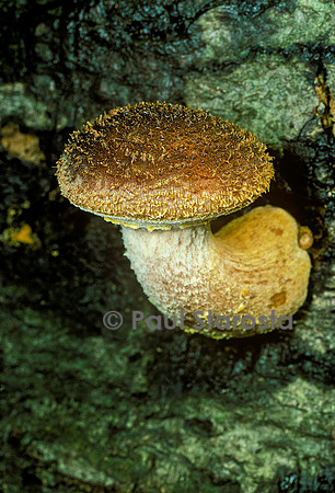 Armillaria mellea (armillaire couleur de miel)