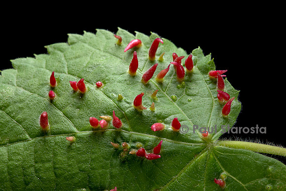 Eriophyes tiliae (phytopte du tilleul) - galles cornues sur une feuille de tilleul
