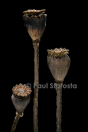 Papaver orientale (pavot d'Orient)