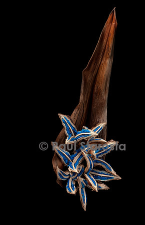 Ravenala madagascariensis (arbre du voyageur) - spathe