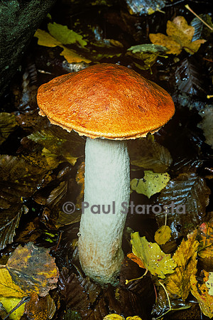 Leccinum aurantiacum (bolet orange des chênes, bolet rude orange)