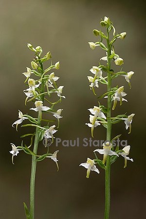 Platanthera chlorantha (platanthère à fleurs verdâtres, orchis verdâtre, orchis des montagnes)