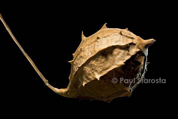 Luffa operculata (éponge végétale) - fruit