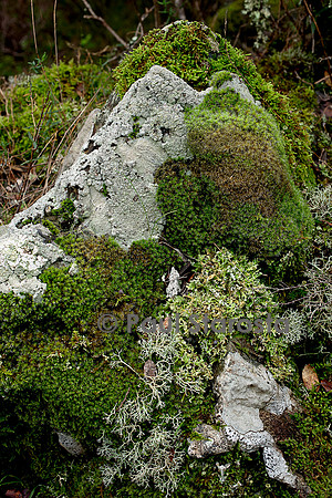 Rocher couvert de lichens et de mousses