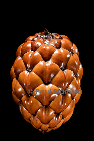 Raphia farinifera (palmier à raphia)- fruit