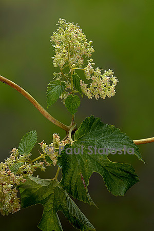Humulus lupulus (houblon) - inflorescence mâle