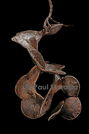 Entada gigas (cœur de mer) - fruit