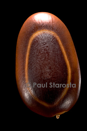 Enterolobium cyclocarpum (oreille cafre, guanacaste)
