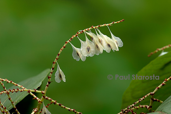 Reynoutria japonica (renouée du japon) - fruits