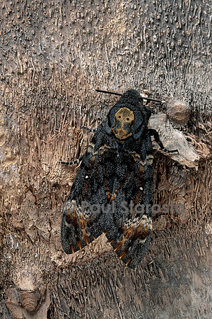Acherontia atropos (sphinx tête-de-mort) - sur un tronc