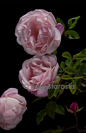 Rosa arvensis ‘Ayrshire Queen’