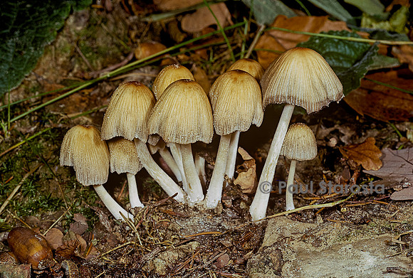 Coprinellus micaceus (coprin micacé)