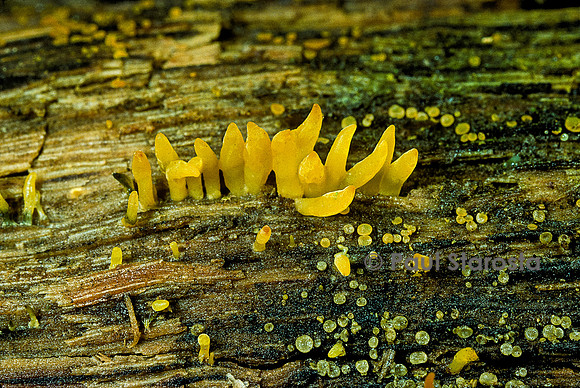 Calocera cornea (calocère cornue, calocère petite-corne)