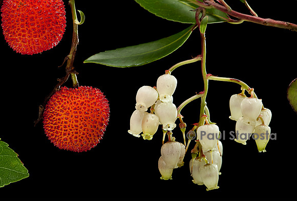 Arbutus unedo (arbousier)