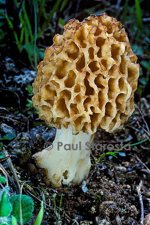 Moricella vulgaris (morille commune)