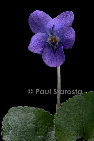 Viola odorata (violette)
