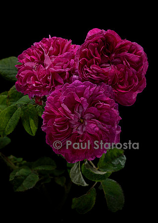 Rosa gallica ‘Assemblage des Beautés’