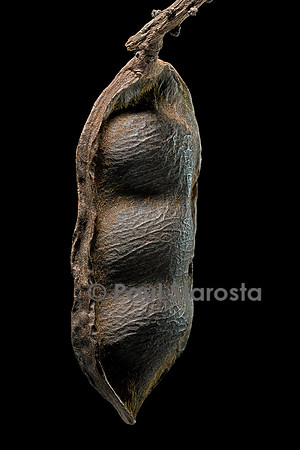 Dioclea reflexa (oeil de boeuf) - fruit