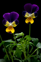 Viola tricolor (pensée sauvage, pensée tricolore)